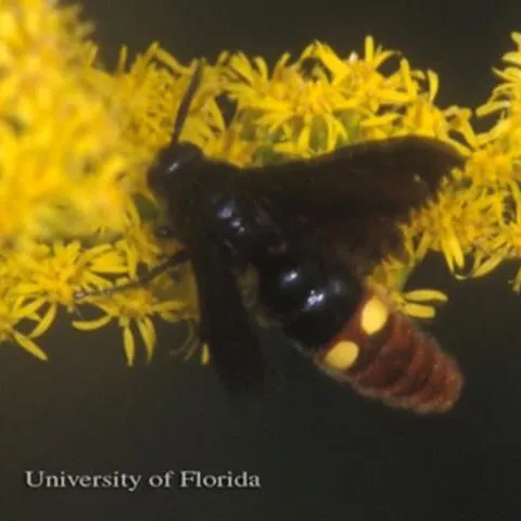 thumbnail for publication: Scoliid Wasps of Florida, Campsomeris, Scolia and Trielis spp. (Insecta: Hymenoptera: Scoliidae)